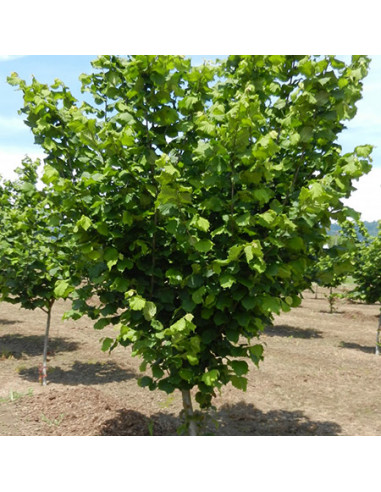Avellana ''Jefferson'' (Corylus avellana) 1...