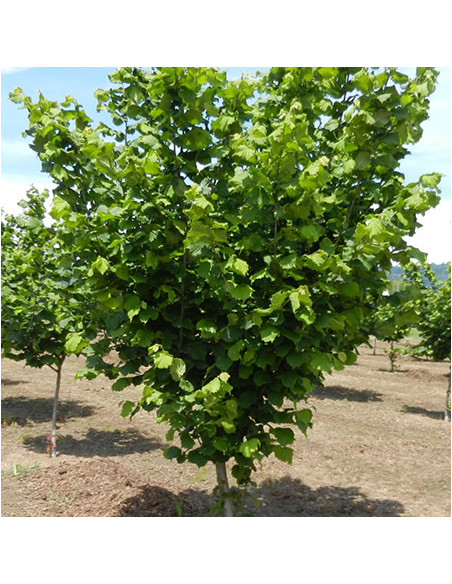 1 Jefferson Hazelnut tree (Corylus avellana) Hard to find trees from USA