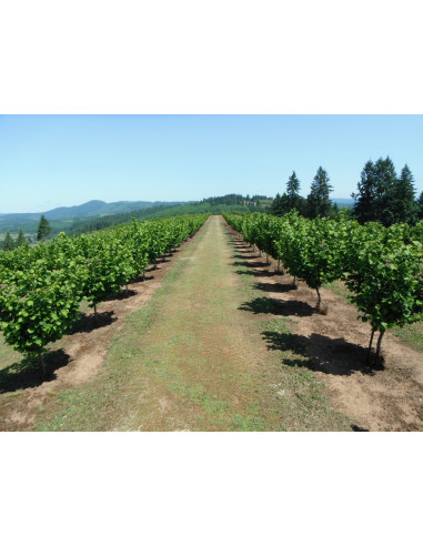 1 Jefferson Hazelnut tree (Corylus avellana)...