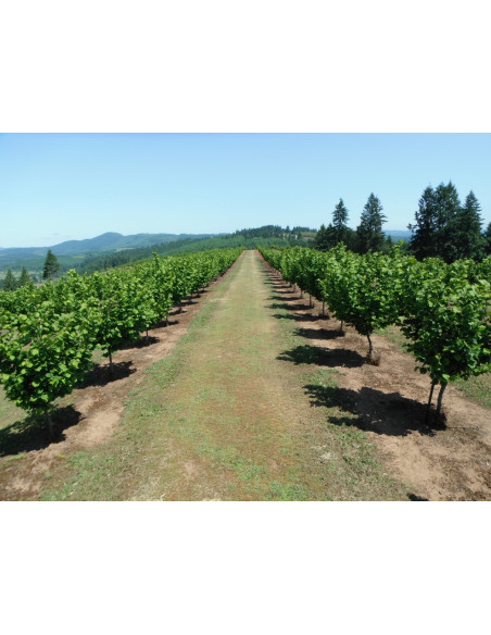 1 Jefferson Hazelnut tree (Corylus avellana) Hard to find trees from USA