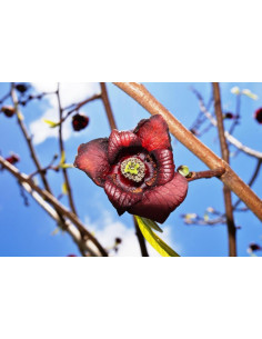 PawPaw Sunflower (Asimina...