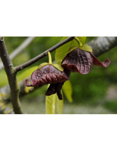 PawPaw Sunflower (Asimina triloba) Rare fruits...