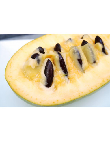 1 Arbolito de PawPaw (Asimina triloba) Banano...