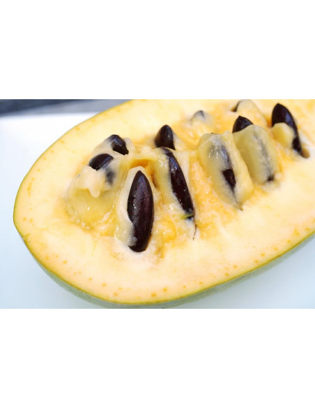 PawPaw Sunflower (Asimina triloba) Rare fruits from around the world - WORLDWIDE SHIPPING