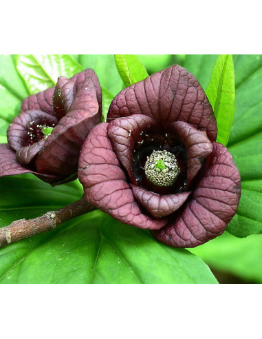 PawPaw Sunflower (Asimina triloba) Rare fruits...