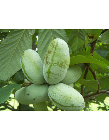 PawPaw Sunflower (Asimina triloba) Rare fruits...