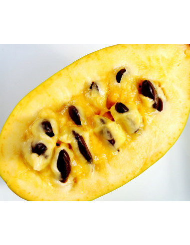 PawPaw Sunflower (Asimina triloba) Rare fruits...