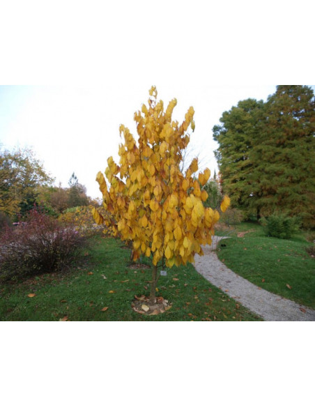 PawPaw Sunflower (Asimina triloba) Rare fruits from around the world - WORLDWIDE SHIPPING