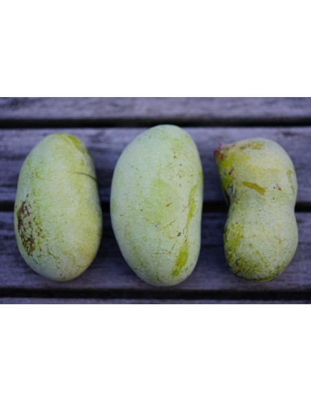 PawPaw Sunflower (Asimina triloba) Rare fruits from around the world - WORLDWIDE SHIPPING