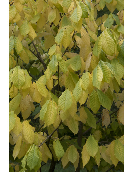 1 Arbolito de PawPaw (Asimina triloba) Banano de arbol - Arbol frutal delicioso Venta, compra online