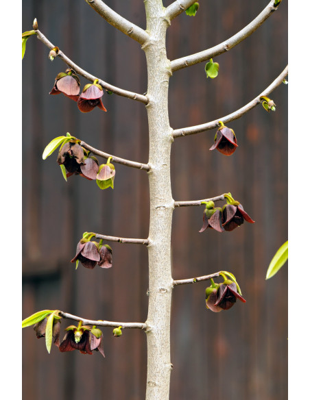 PawPaw Sunflower (Asimina triloba) Rare fruits from around the world - WORLDWIDE SHIPPING