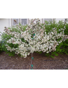White Flowering Crabapple...