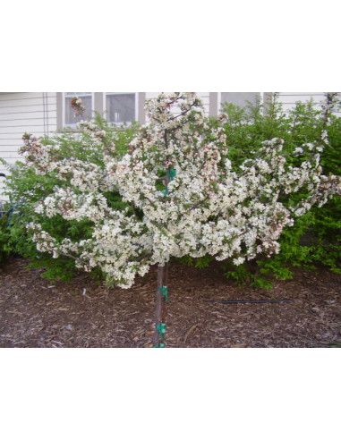 White Flowering Crabapple live tree (Malus floribunda) Hardy* Rare flowering tree