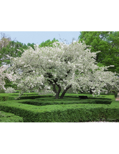White Flowering Crabapple live tree (Malus...