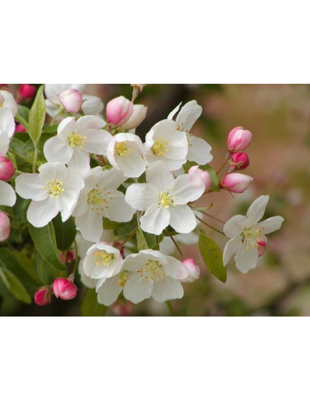 1 Arbolito de Crab apple o Manzana ornamental (Malus floribunda) Manzanos de flor en Mexico, venta de plantas exoticas y mas