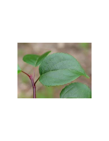 1 Arbolito de Crab apple o Manzana ornamental...