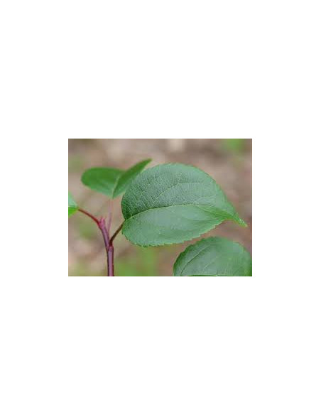 1 Arbolito de Crab apple o Manzana ornamental (Malus floribunda) Manzanos de flor en Mexico, venta de plantas exoticas y mas