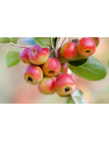 White Flowering Crabapple live tree (Malus...