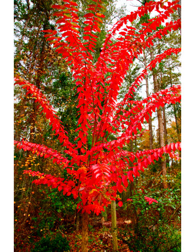 Crape myrte 'Natchez' white crepe myrtle tree (Lagerstroemia indica) for sale online