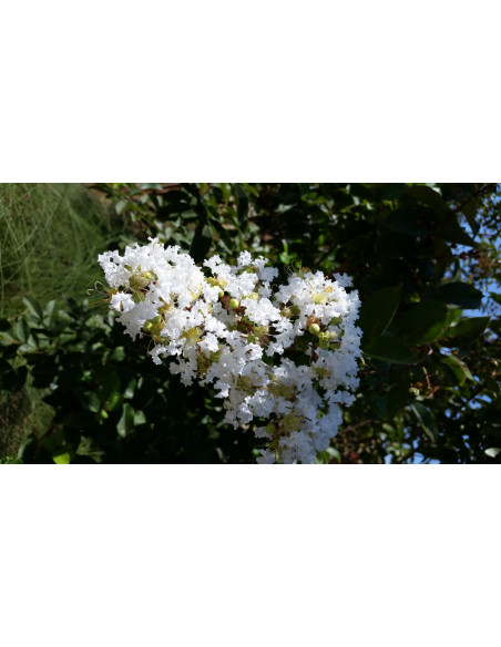 Crape myrte 'Natchez' white crepe myrtle tree (Lagerstroemia indica) for sale online