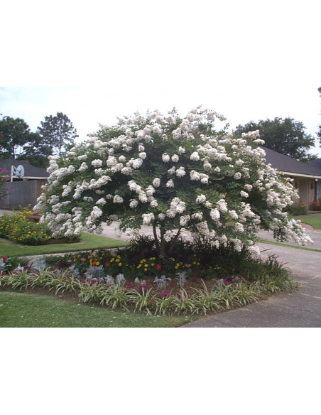 Arbol de astronomica o Lagerstroemia natchez blanco - Venta en Mexico por internet envios a todo el pais