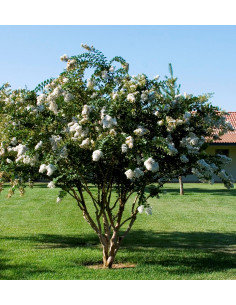 Crape myrte 'Natchez' white... 2