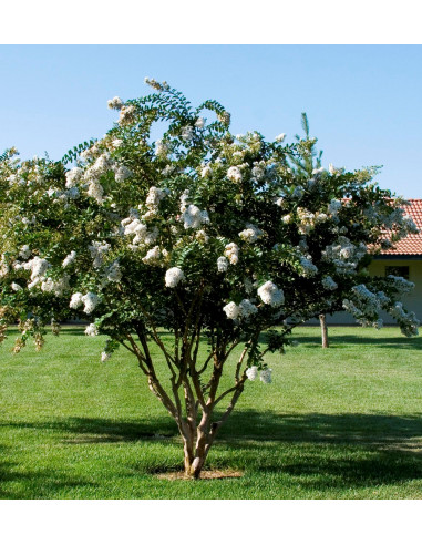 Crape myrte 'Natchez' white crepe myrtle tree...