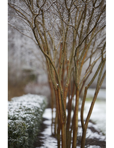Crape myrte 'Natchez' white crepe myrtle tree...