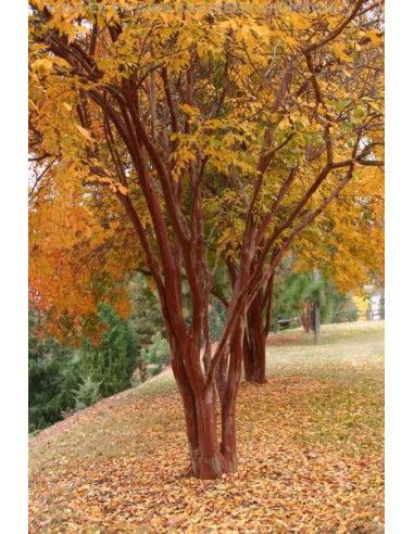 Crape myrte 'Natchez' white crepe myrtle tree...