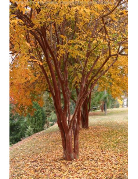Crape myrte 'Natchez' white crepe myrtle tree (Lagerstroemia indica) for sale online
