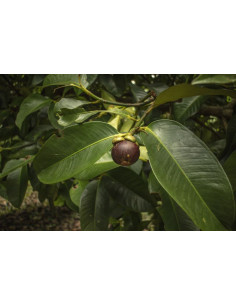 Mangosteen live tree...