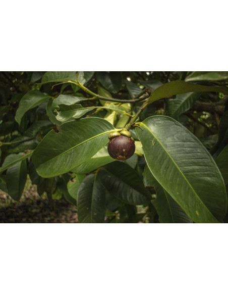 1 Arbol de Mangostan (Garcinia mangostana) Mangostino, Venta de arboles en Mexico - Envios a todo el Pais, Planta de Mangostan