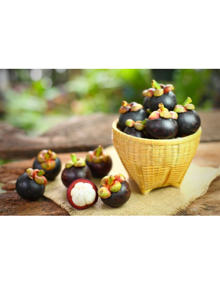 1 Arbol de Mangostan (Garcinia mangostana) Mangostino, Venta de arboles en Mexico - Envios a todo el Pais, Planta de Mangostan