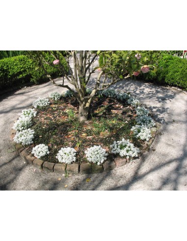 110 Seeds - Lobularia maritima (Alyssum flower) Beautyfull white flowers.