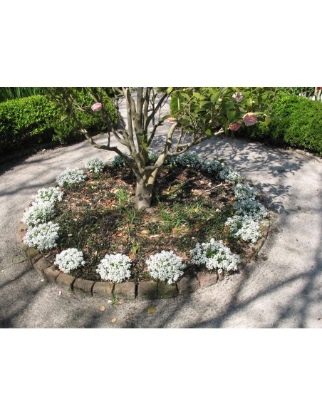 110 Seeds - Lobularia maritima (Alyssum flower) Beautyfull white flowers. 110 Seeds - Lobularia maritima (Alyssum flower) Beautyfull white flowers.