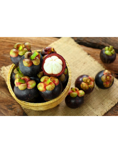 1 Arbol de Mangostan (Garcinia mangostana)...