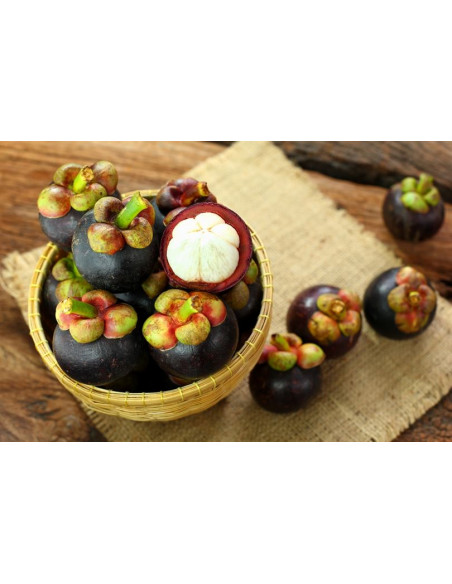 1 Arbol de Mangostan (Garcinia mangostana) Mangostino, Venta de arboles en Mexico - Envios a todo el Pais, Planta de Mangostan