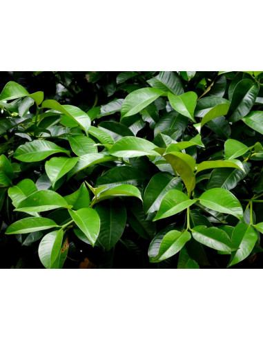 1 Arbol de Mangostan (Garcinia mangostana)...