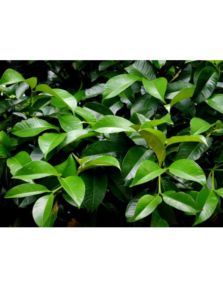 1 Arbol de Mangostan (Garcinia mangostana) Mangostino, Venta de arboles en Mexico - Envios a todo el Pais, Planta de Mangostan