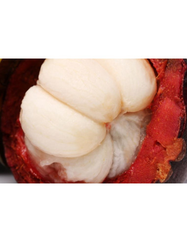 1 Arbol de Mangostan (Garcinia mangostana)...