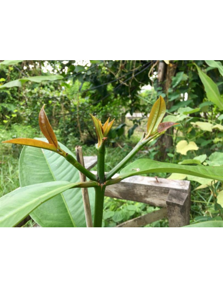 1 Arbol de Mangostan (Garcinia mangostana) Mangostino, Venta de arboles en Mexico - Envios a todo el Pais, Planta de Mangostan