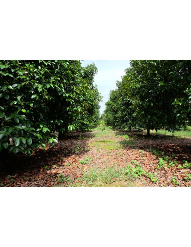 Mangosteen live tree (Garcinia mangostan) Queen...