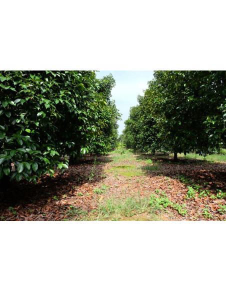 Mangosteen live tree (Garcinia mangostan) Queen of the fruits Order here, rare tropical plants