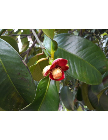 1 Arbol de Mangostan (Garcinia mangostana)...