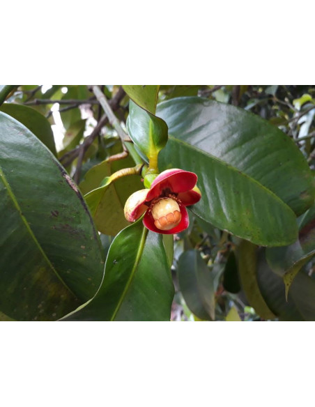 Mangosteen live tree (Garcinia mangostan) Queen of the fruits Order here, rare tropical plants