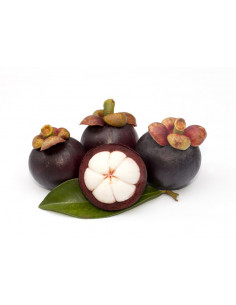 Mangosteen live tree... 2