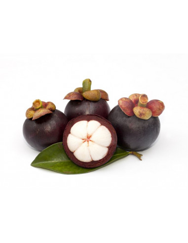 1 Arbol de Mangostan (Garcinia mangostana)...