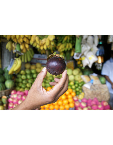 1 Arbol de Mangostan (Garcinia mangostana)...