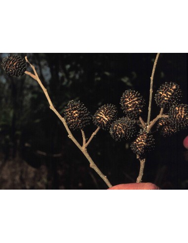 1 bastard cedar, bay cedar, pigeon wood, West Indian elm, Bois d'homme, Bois d'orme Live plant For sale