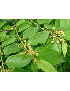 1 Arbolito de Tapa culo,guasimo, guasima, guácima, caulote, cuaulote (Guazuma ulmifolia) Plantas medicinales en Venta online 2